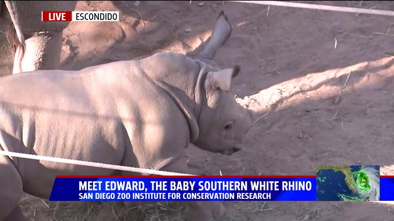 An Up Close Look At The San Diego Zoo`s New Southern White Rhino