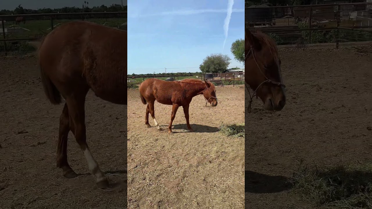 Una mula una burra y una yegua 🤭🥰#fyp #caballos  #shortvideos  #parati  #rancho