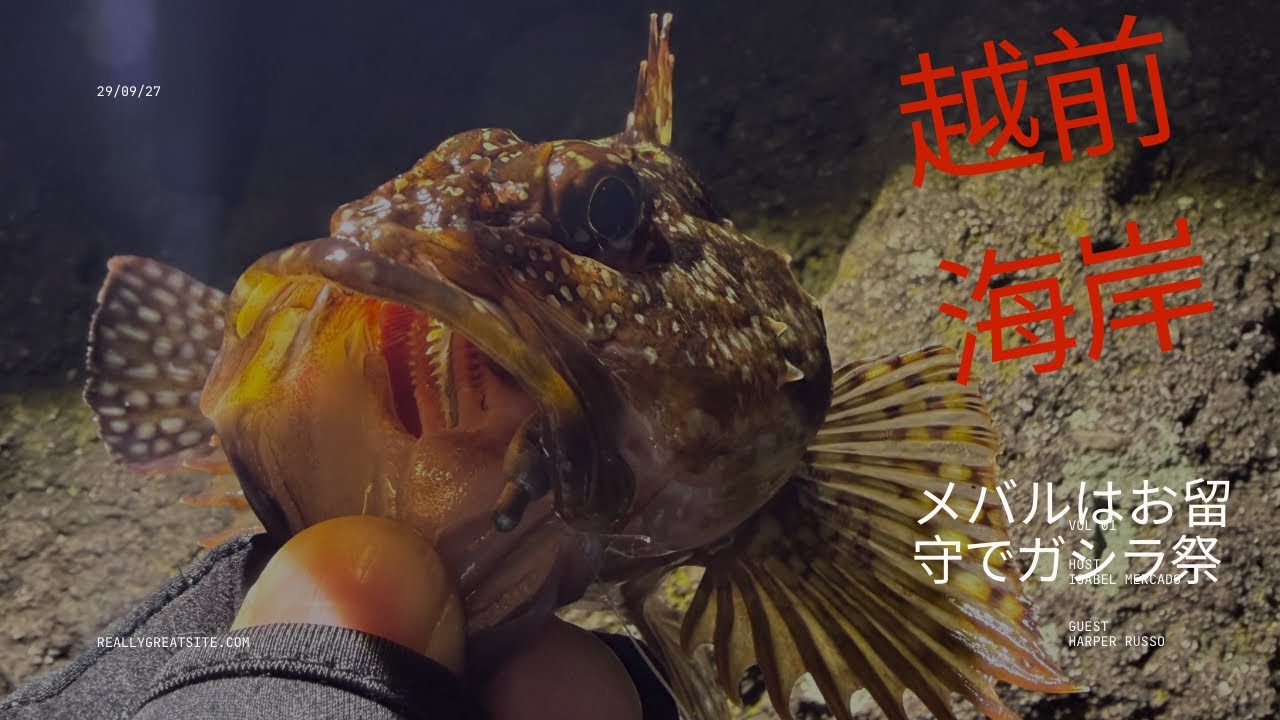 メバルの姿が消えた？メバリングがまさかのガシラ祭に！！