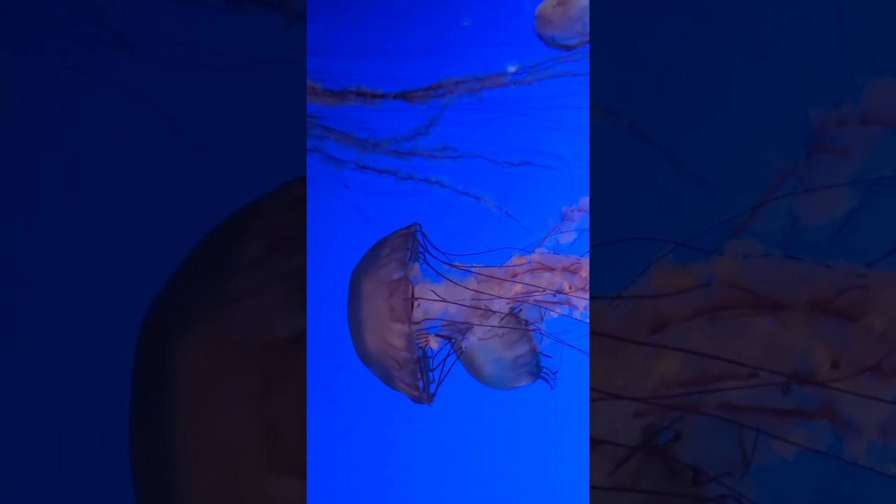 2-1-26 #MontereyBayAquarium #kelpforest #jellyfish 