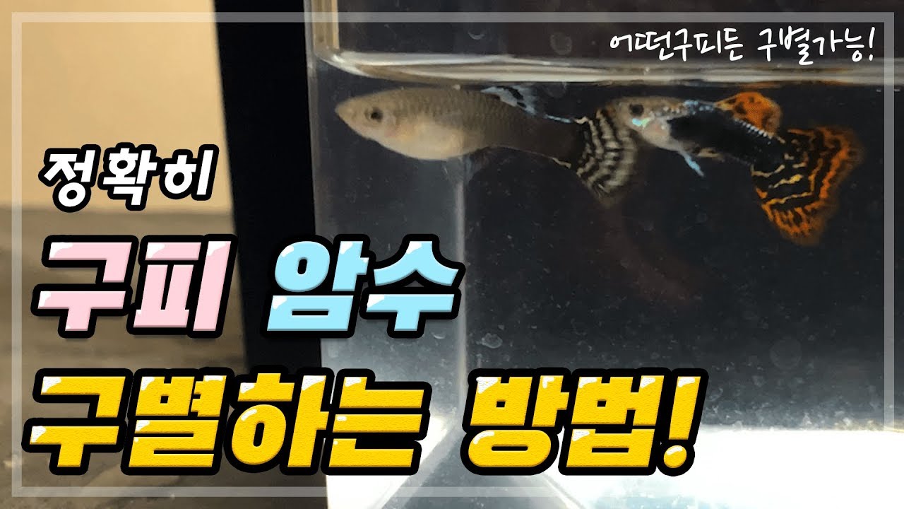 이 영상하나로 모든 구피 암수 구별가능~!