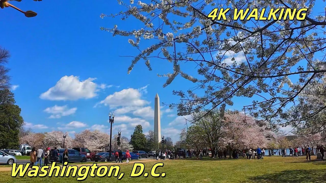 Have You Seen the Cherry Blossom Madness ?  National Cherry Blossom Festival in Washington, D.C.!
