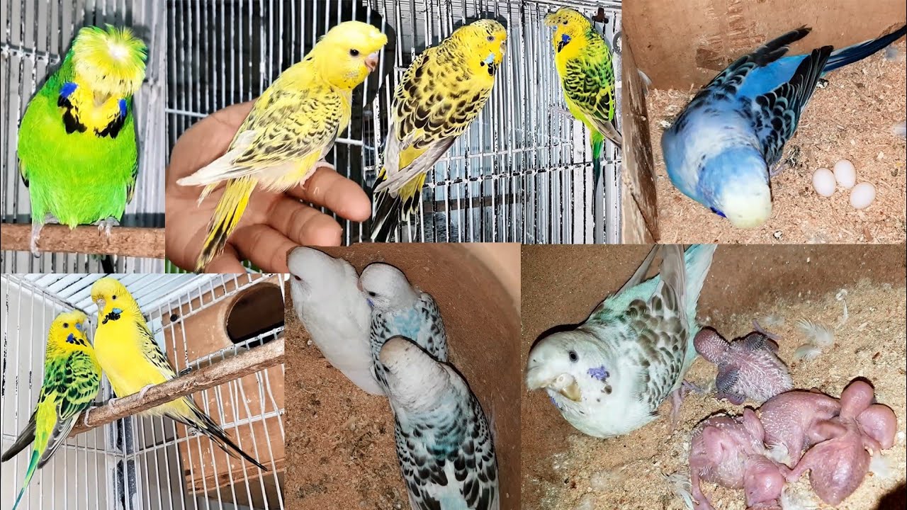Visited at Hagoromo TCB Exhibition Budgies Setup