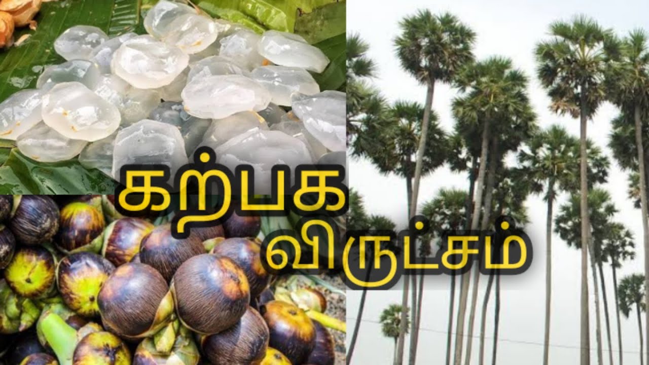 Palm Tree | பனை மரம்