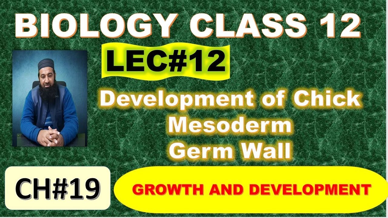 Development of chick I Mesoderm I Chapter 19 I Growth and Development I Lec# 12