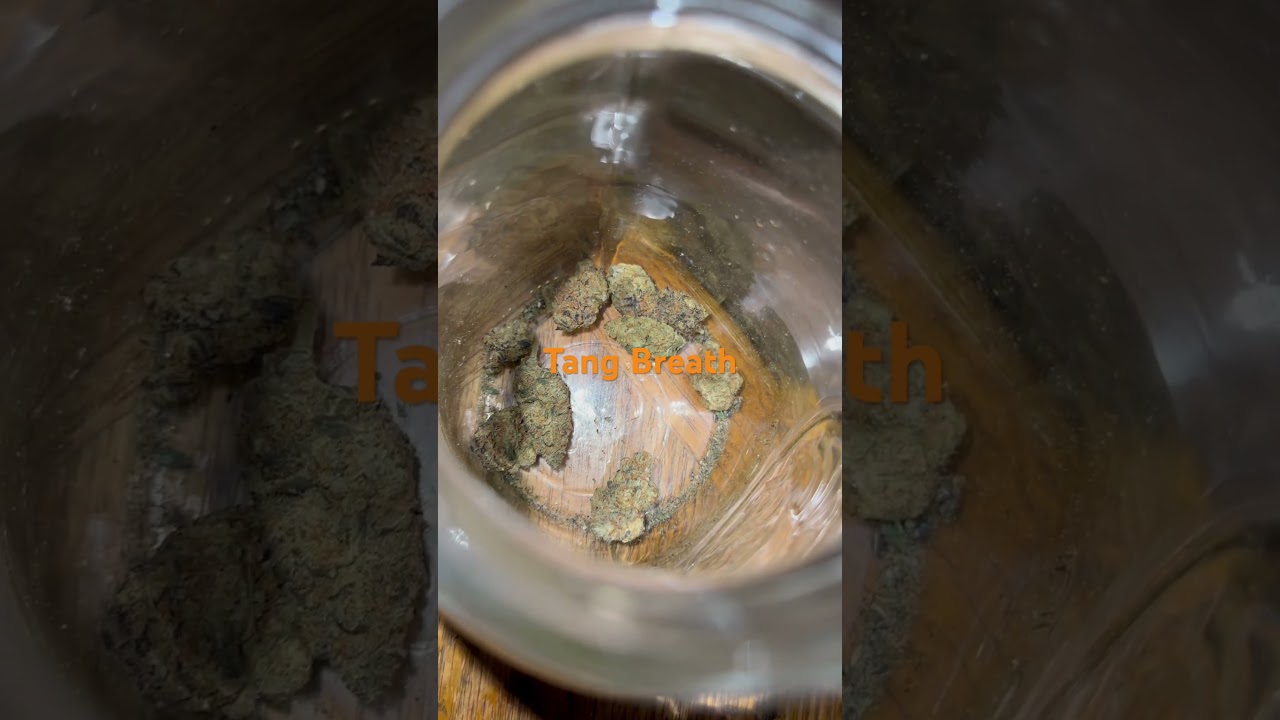 Tang Breath Cannabis Strain #strainreviews #cannabiseducation #420 #cannabiscommunity