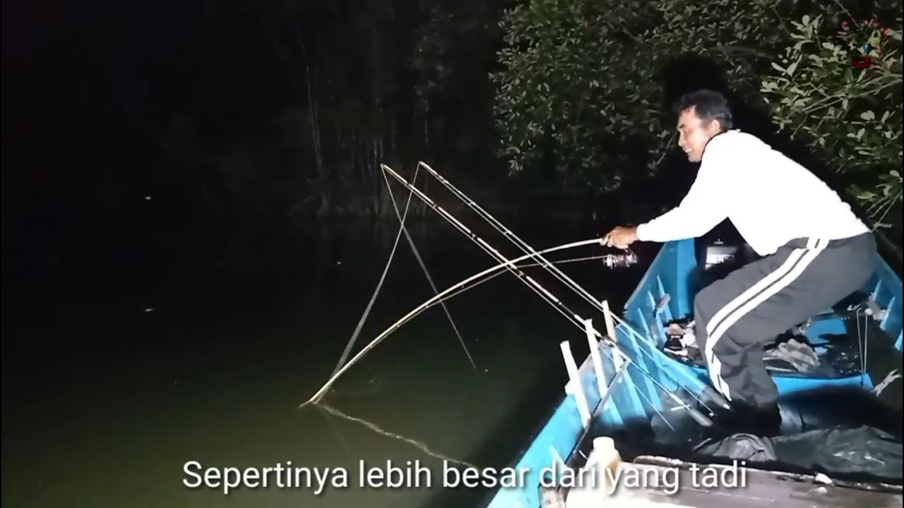 Mancing malam disungai kecil,ikan Mangrove Jacknya besar-besar