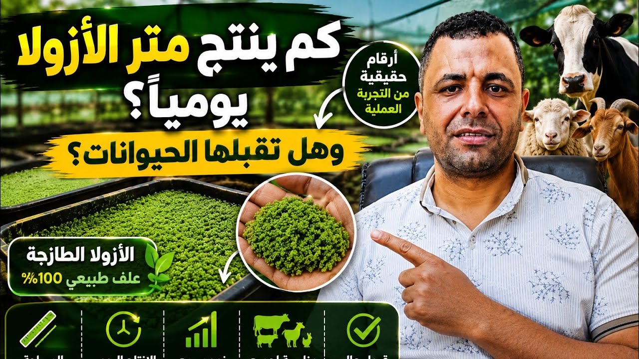 معدل الانتاج اليومي للمتر المربع من الأزولا الطازجة و قابلة الحيوانات على التغذية عليها