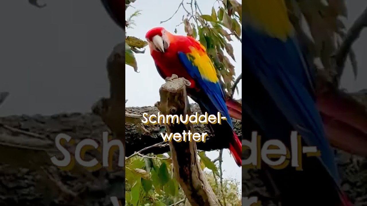 Das Wetter ist grau, aber die bunten Papageien verzieren  die triste Landschaft #papagei #vogel