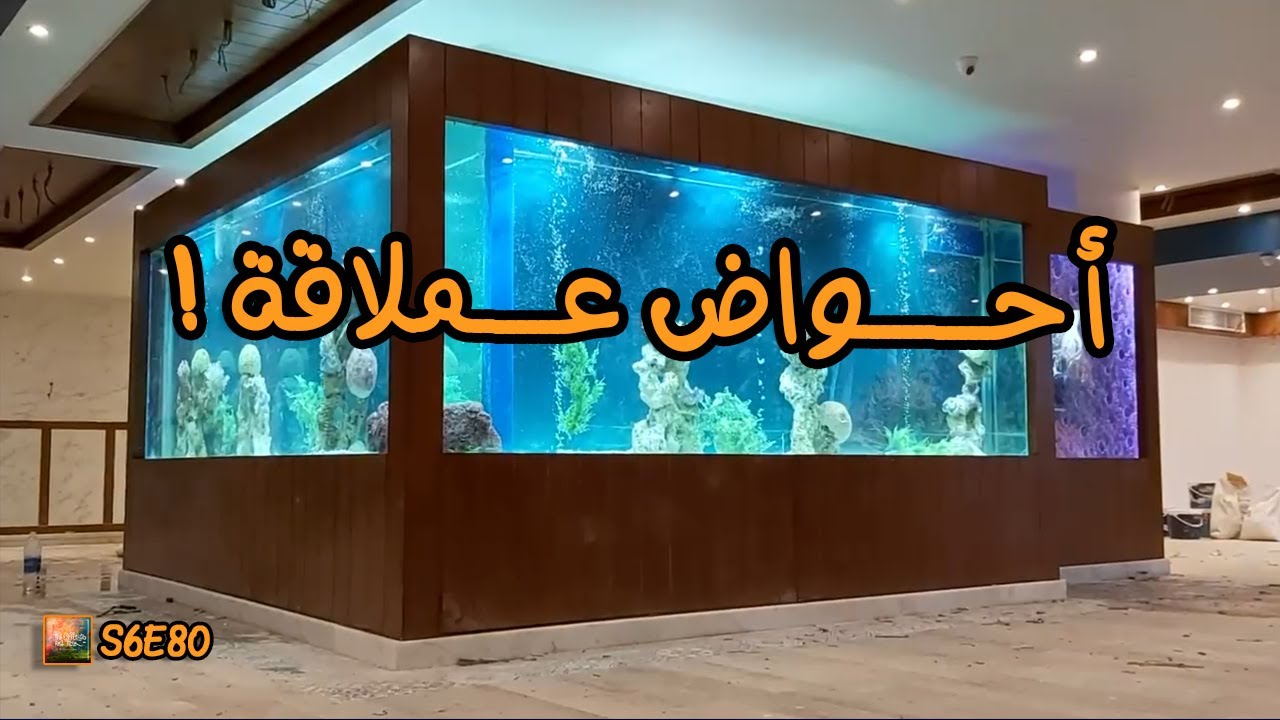 s6e80 - أحواض عملاقة