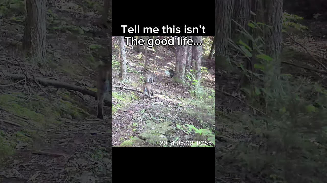 Nature Has It All Figured Out #trailcamera #wildlife