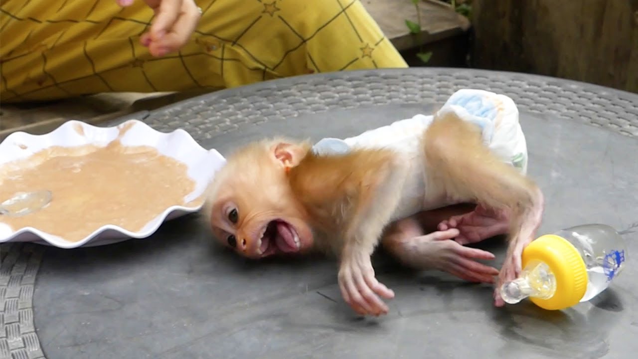 Moly Crying convulsions​​ On Table When Confuse Have Milk In Battle