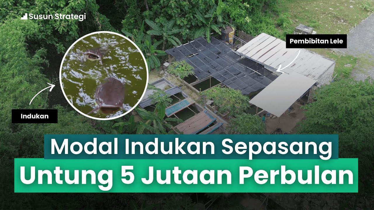 Cuma Pakai Lahan Seadanya, Pembibitan Lele Ini Hasilnya Nggak Main-Main