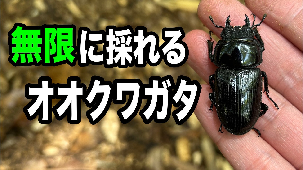 【初心者OK】オオクワガタ採集の近道が分かりました