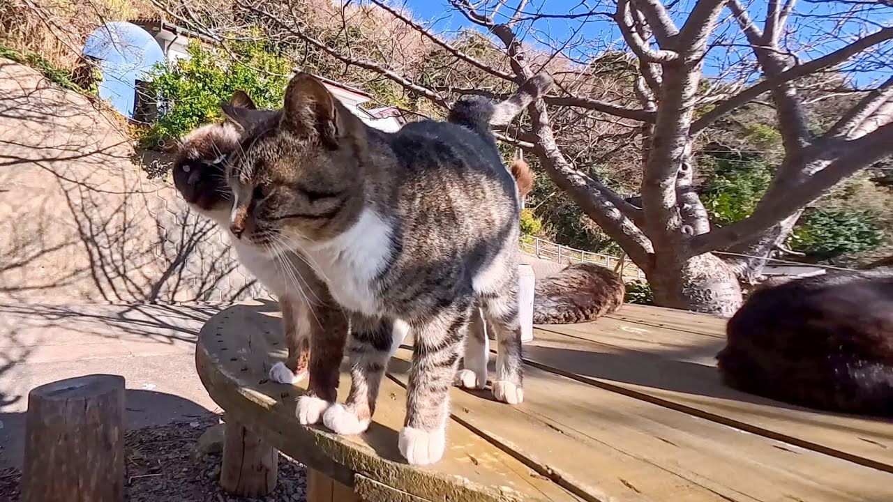 猫島で道路脇に置いてあるテーブルでノンビリ休む猫たちに癒やされる