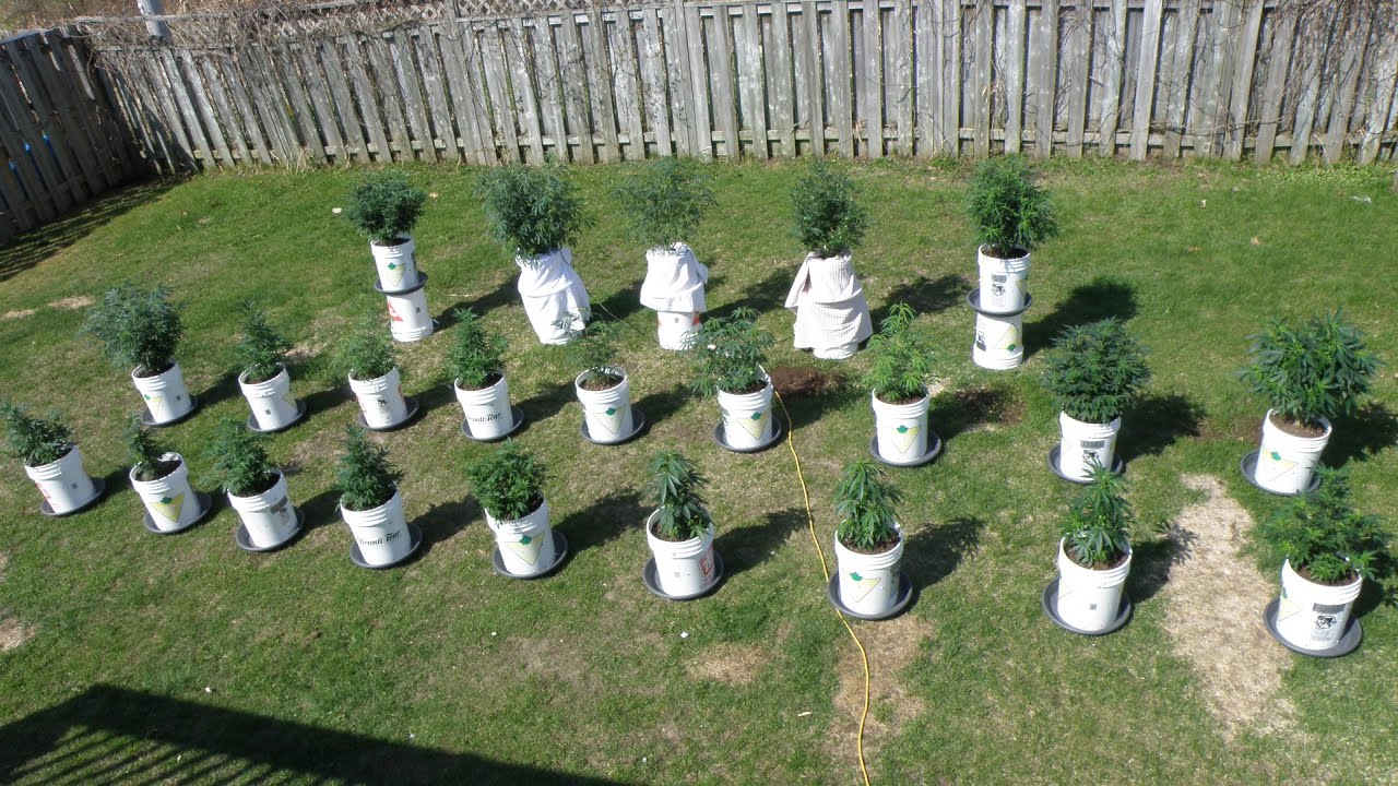 Growing Cannabis Outdoors in 5 Gallon Buckets 2021