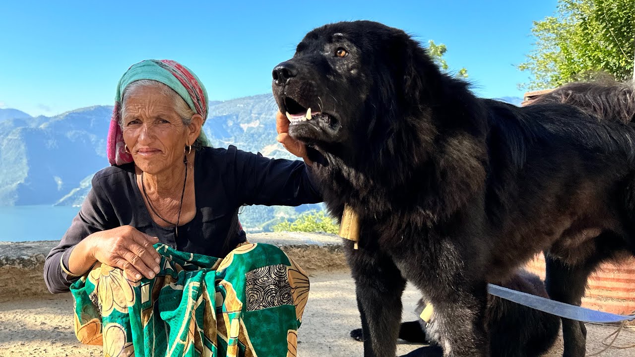 असली Bhotia कुत्ते 😳😳 Tiger से भी लड़ लेते हैं यह 😳😳😳
