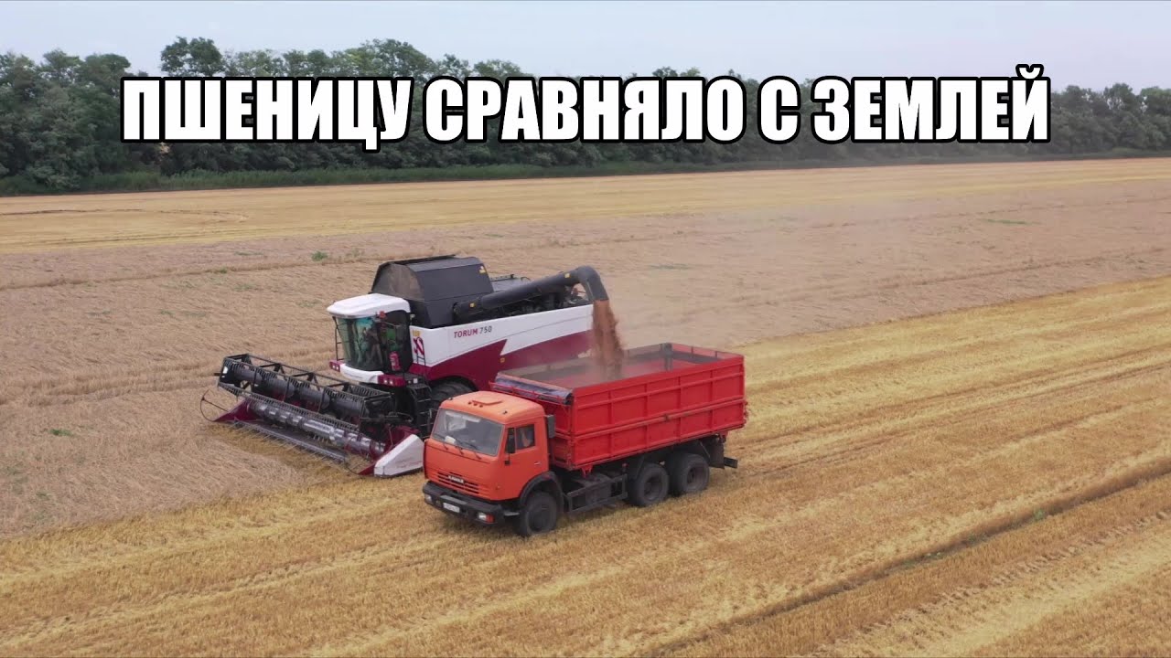 Уборка полеглой пшеницы комбайном Torum 750! Отдираем 75 центнер урожая от земли!