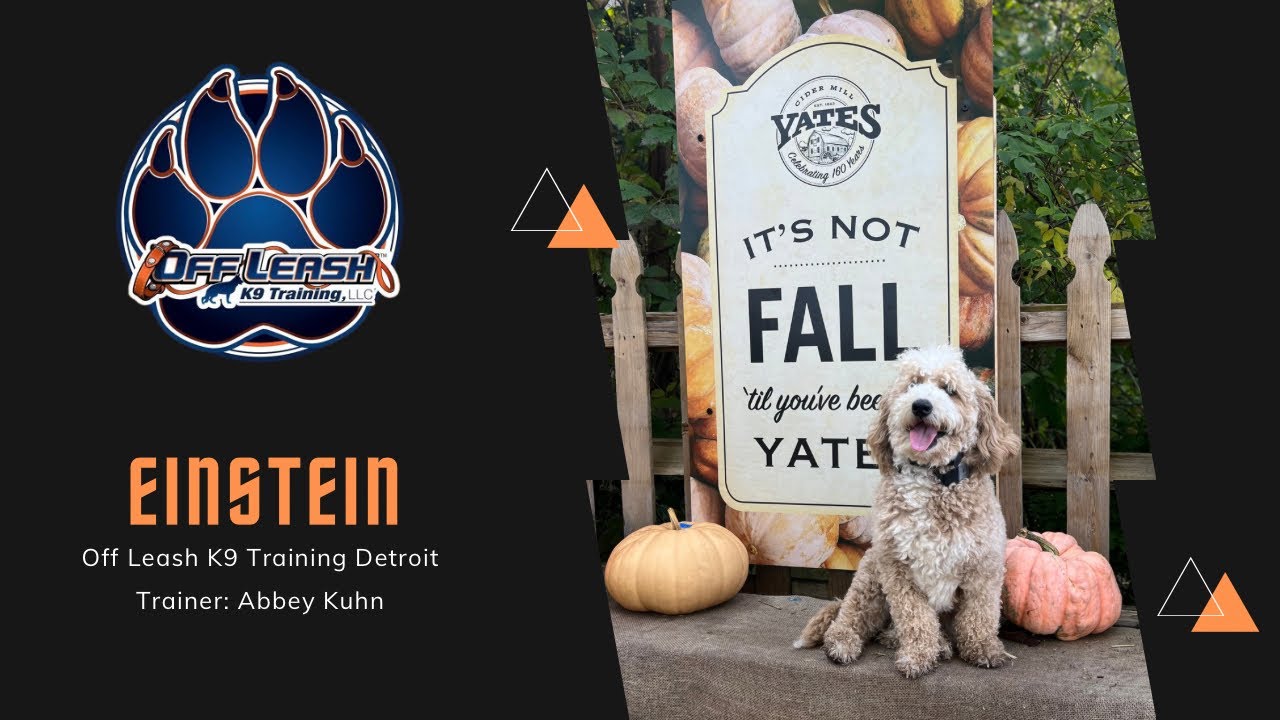Unleashing Einstein's Hidden Brilliance: A Journey of Growth and Training | DET Trainer Abbey Kuhn