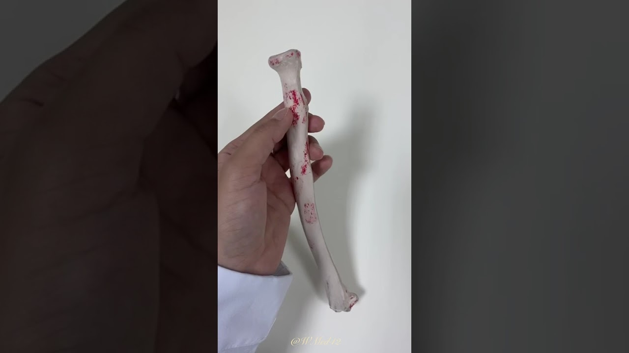 Anatomy of the bones in the upper limb (explained in Arabic) 🤍🦴