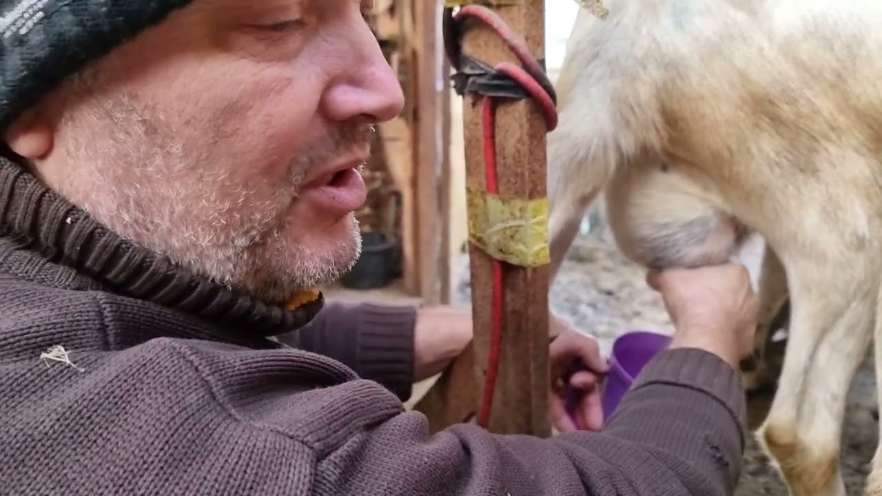 Decembrie....încă mai au caprele lapte !