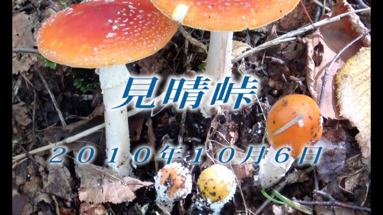 185 北アルプス乗鞍高原10月 2010年10月6日見晴峠 - 生物多様性体験保全センター 高山植物を主とした野生植物の映像集