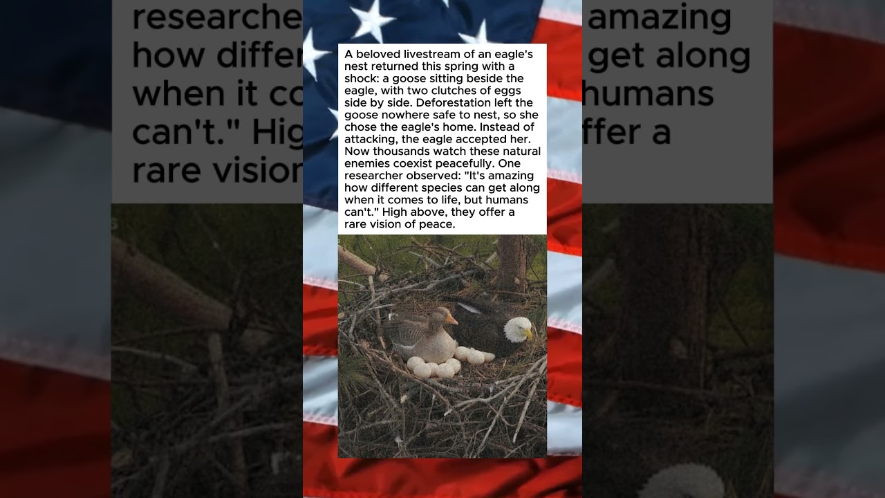 GOOSE LIVES IN EAGLES NEST TO SURVIVE😲