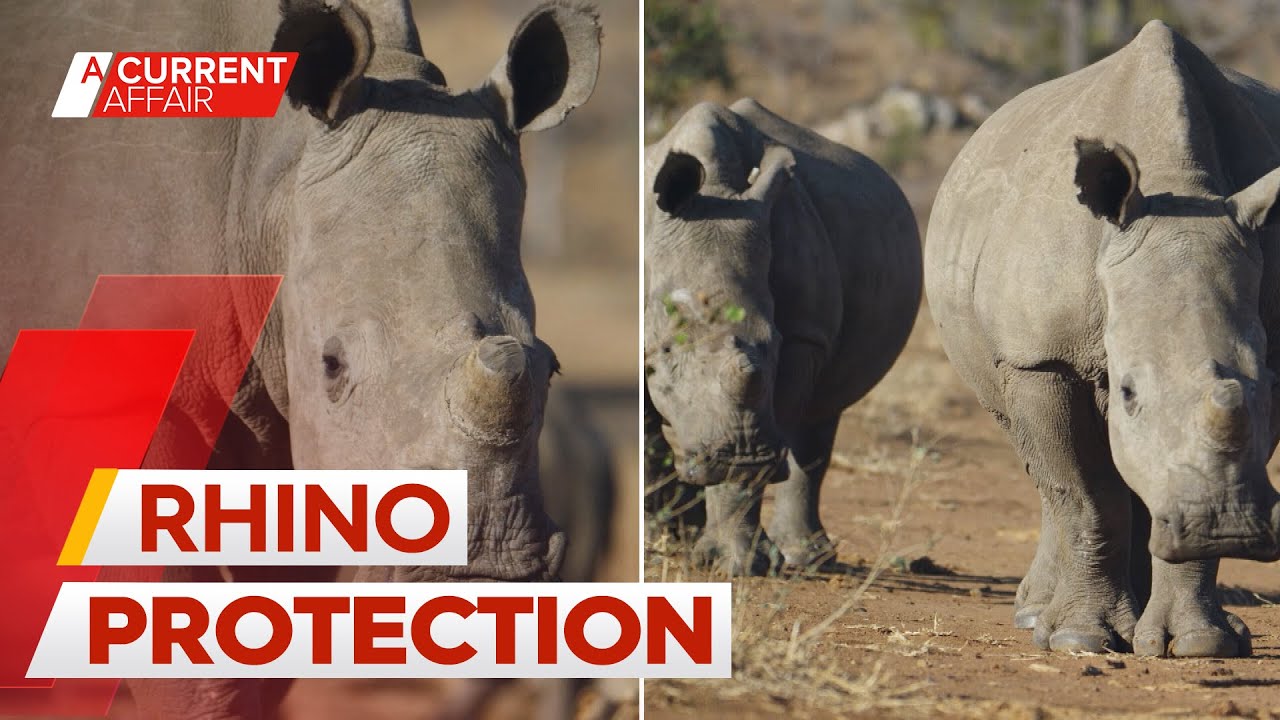 Aussie filmmaker uncovers the desperate fight to save endangered rhinos | A Current Affair
