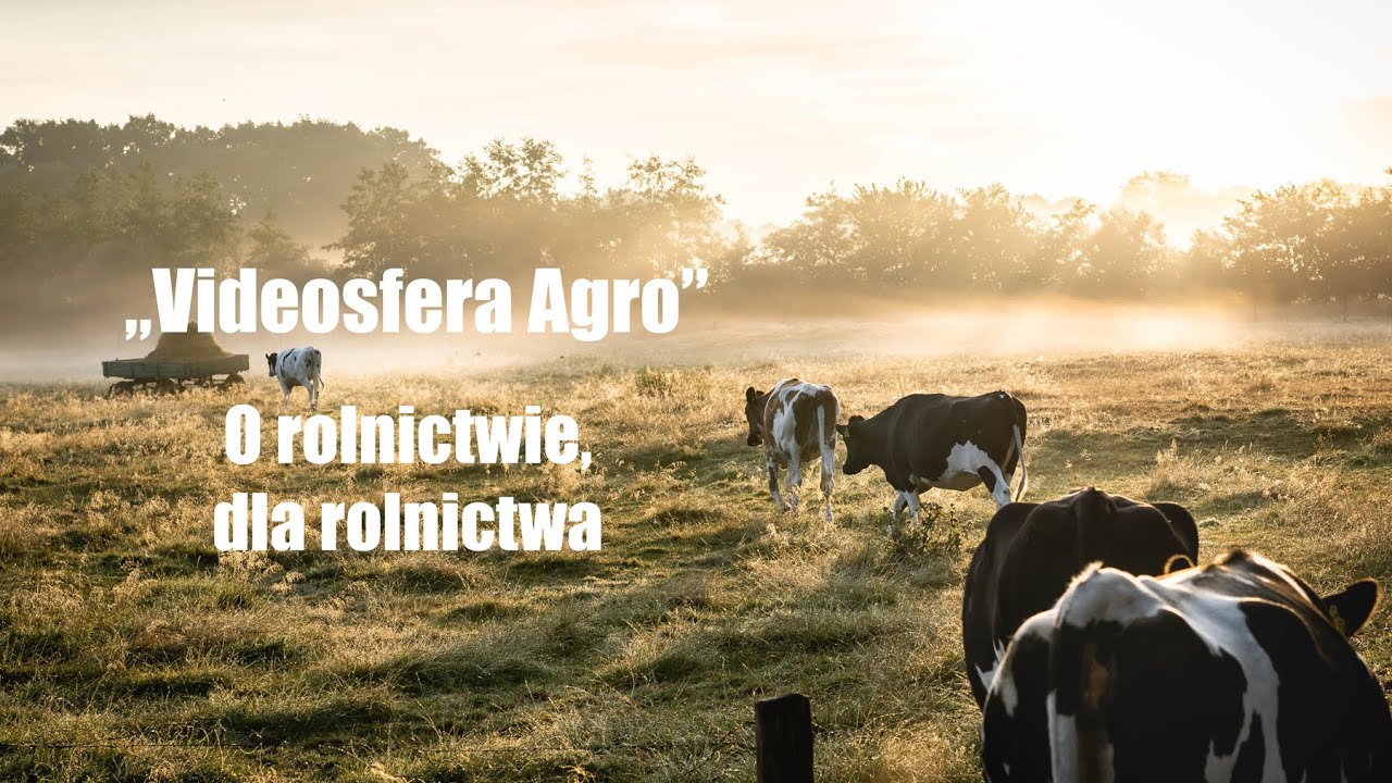 Odpajalnia do cieląt. Dba o ich zdrowie od pierwszych chwil życia