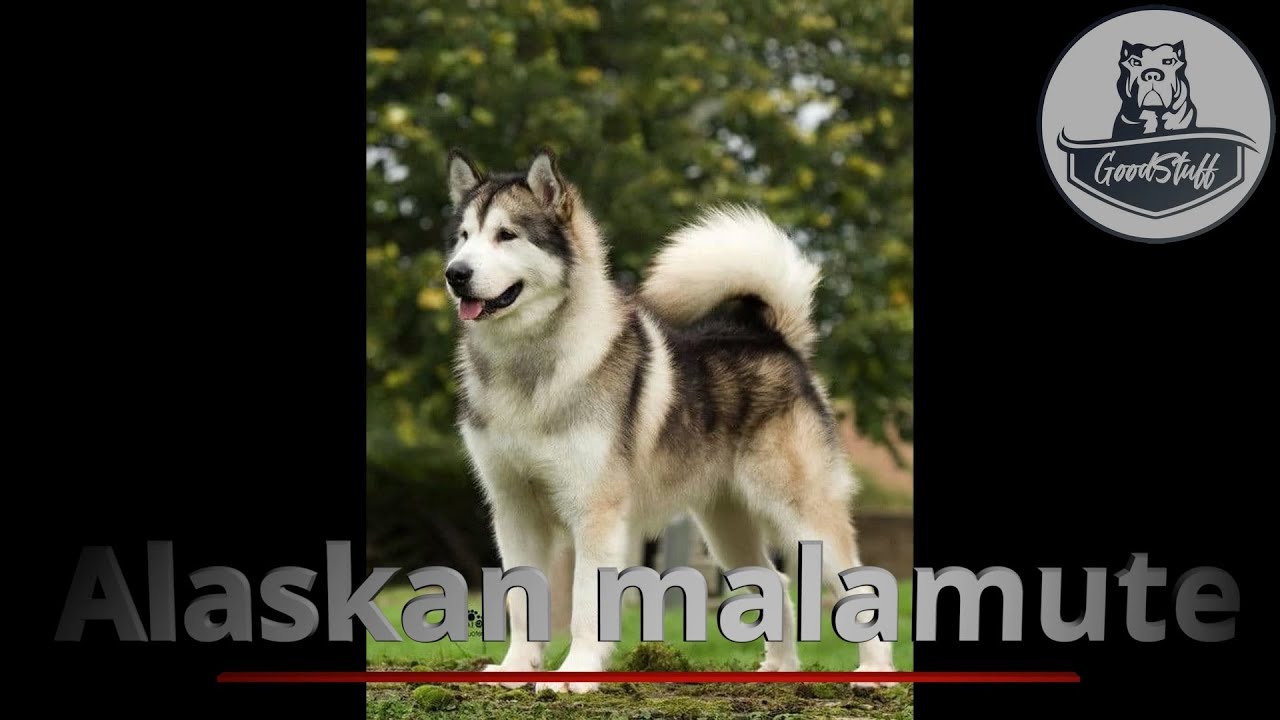 Alaskan malamute- Historia i opis psa Alaski