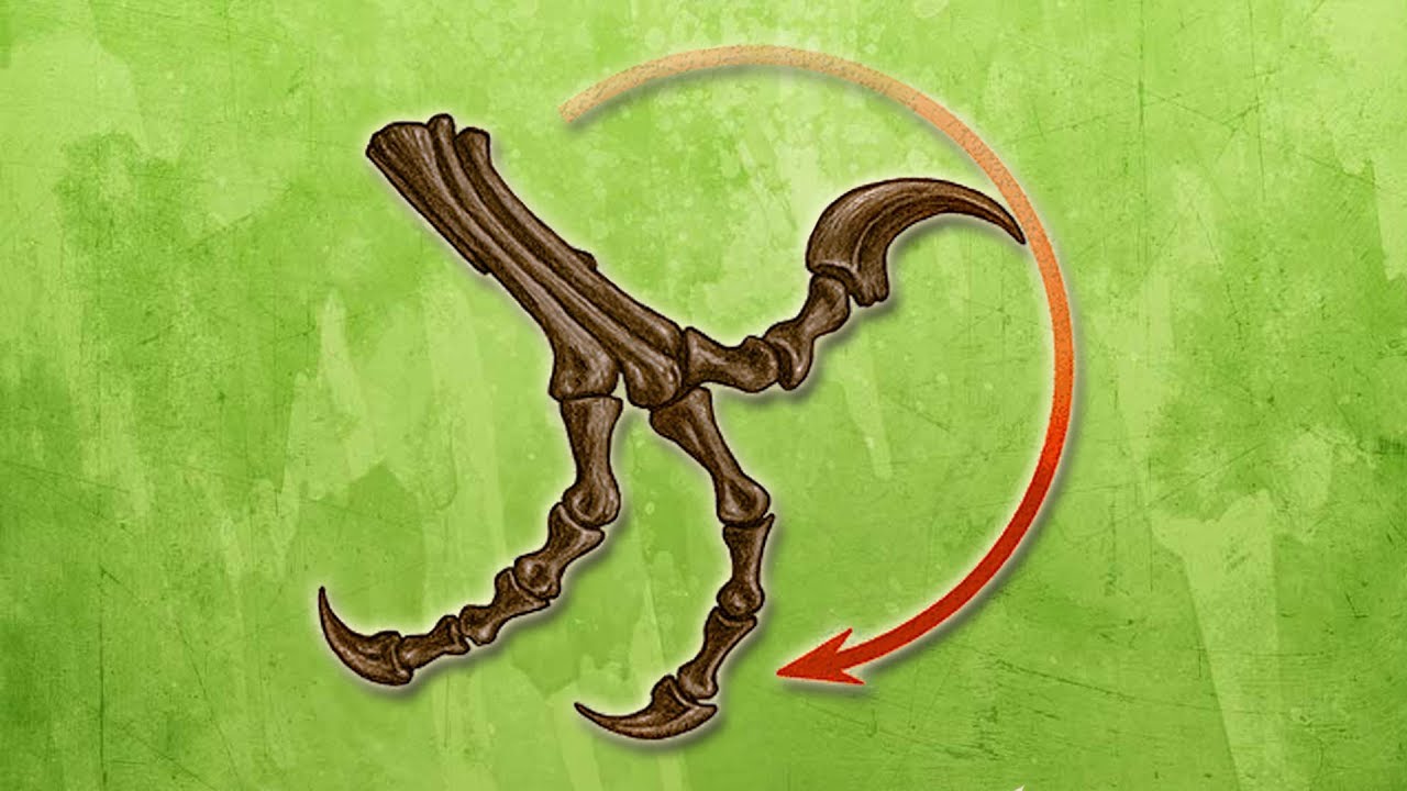 How Did Raptors Use Their Killing Claws?