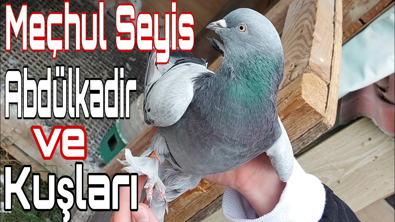Meçhul Seyis Abdulkadir ve Kuşları. Darıca Oyun Kuşu Kümesleri. Darıca Taklacı Güvercin.