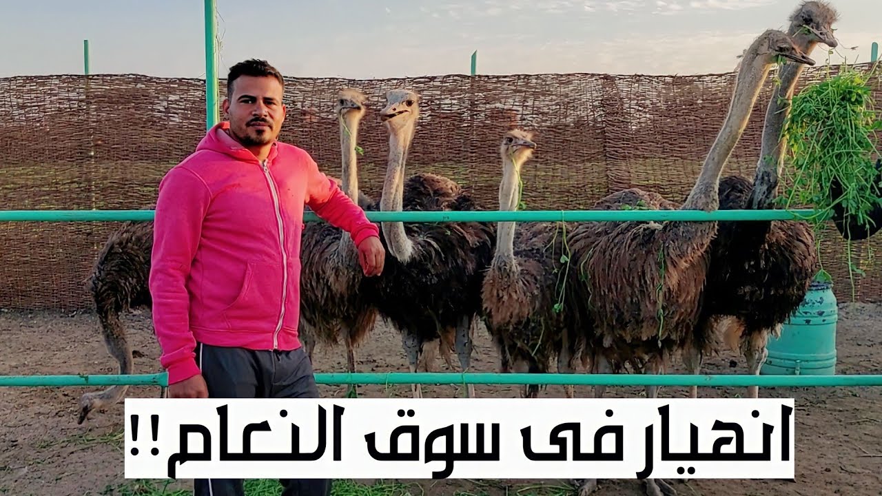 انخفاض وانهيار اسعار النعام فى مصر وما بانصحش الشباب يبدائو المشروع دلوقتى !! مع أ / مصطفى كناريا