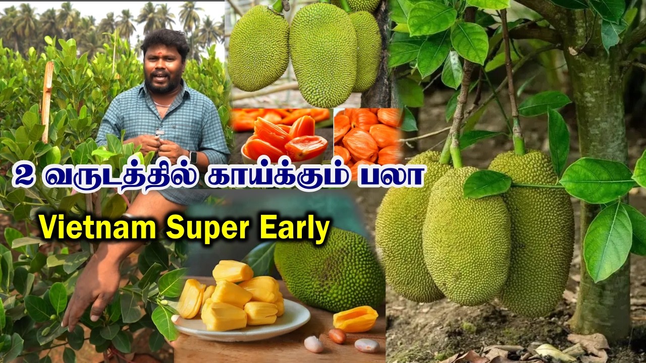 வியட்நாம் சூப்பர் எர்லி பலா | 2 ஆண்டில் பலன் தரும் அதிசய மரம் | 🌿 Vietnam Jackfruit Farming in Tamil