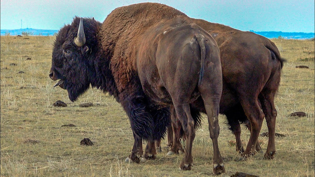 This will send chills down your spine... BISON ROAR!  - Wyoming Bison Rut