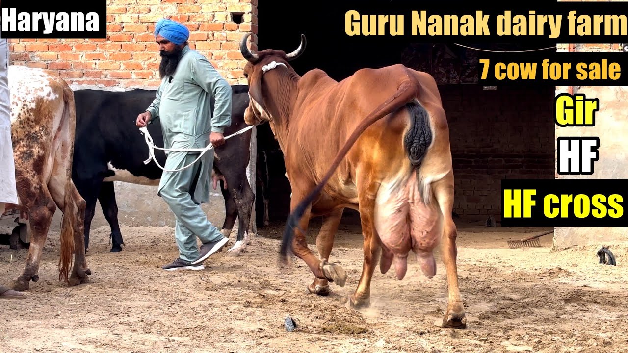 7 cow for sale || gir, hf , hf cross breed// guru nanak dairy farm 