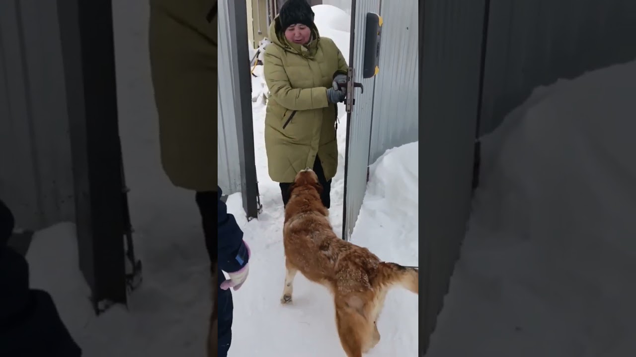 Кадры с прогулки 🐾