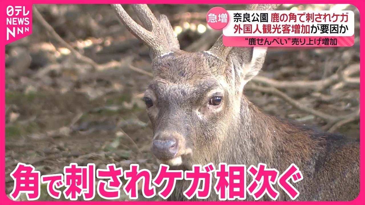【厳重注意】奈良公園で鹿の角に刺される事故相次ぐ  外国人観光客増加が要因か