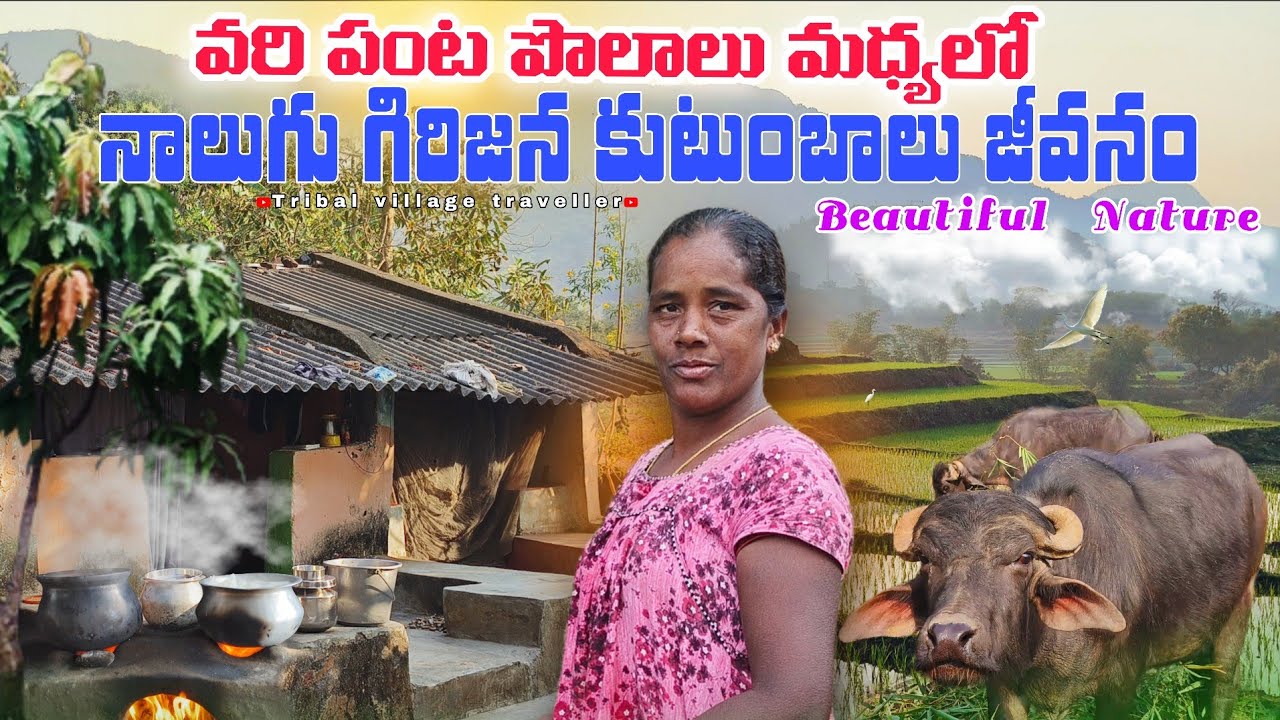 అందమైన వరి పొలాల మధ్యలో నాలుగు గిరిజన కుటుంబల జీవనం|| Tribal life & Nature triballife | #tribals