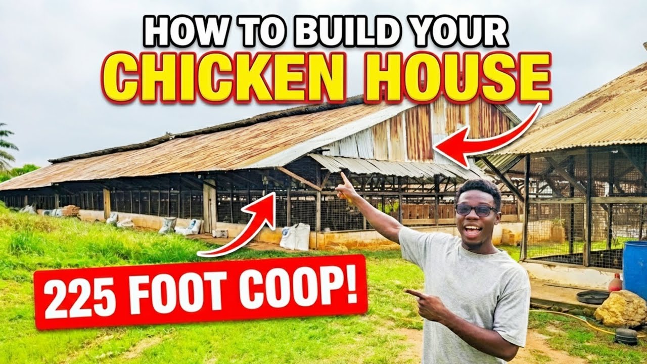 Build the best! Chicken House This Way- Cheaper but 100% Efficient in Poultry