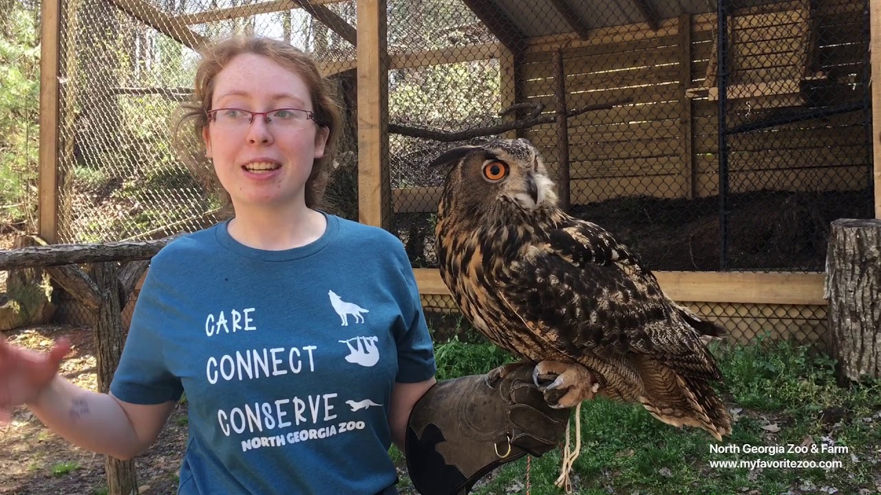 Wildlife Wonders at 1pm Eurasian Eagle Owl 2020
