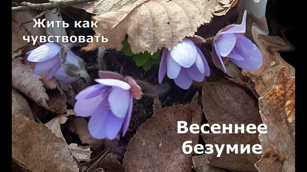 Жить как чувствовать. Весеннее безумие