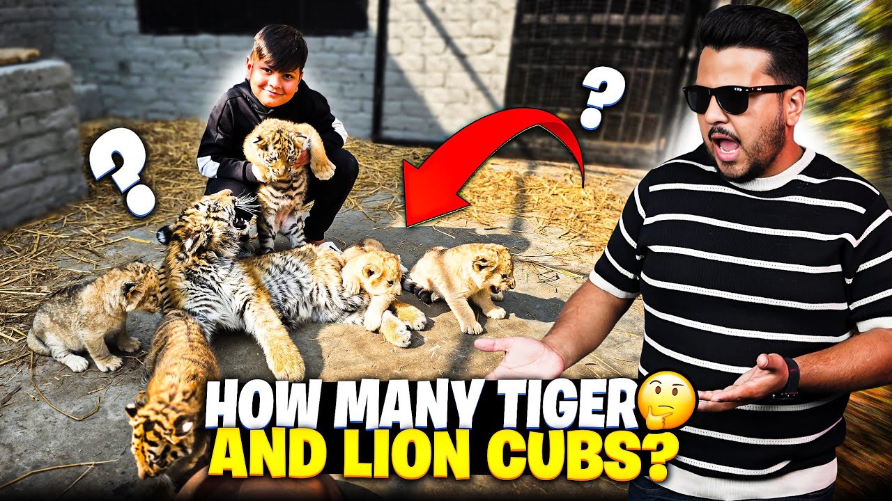 So Many Lion and Tiger Cubs 😍 Azan Khush Ho Gaya 😅 | Nouman Hassan