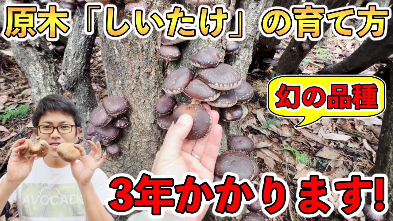 【脅威の120万菌】原木シイタケの生産者が教える「椎茸の育て方」！そして一生分のしいたけをもらってきた！