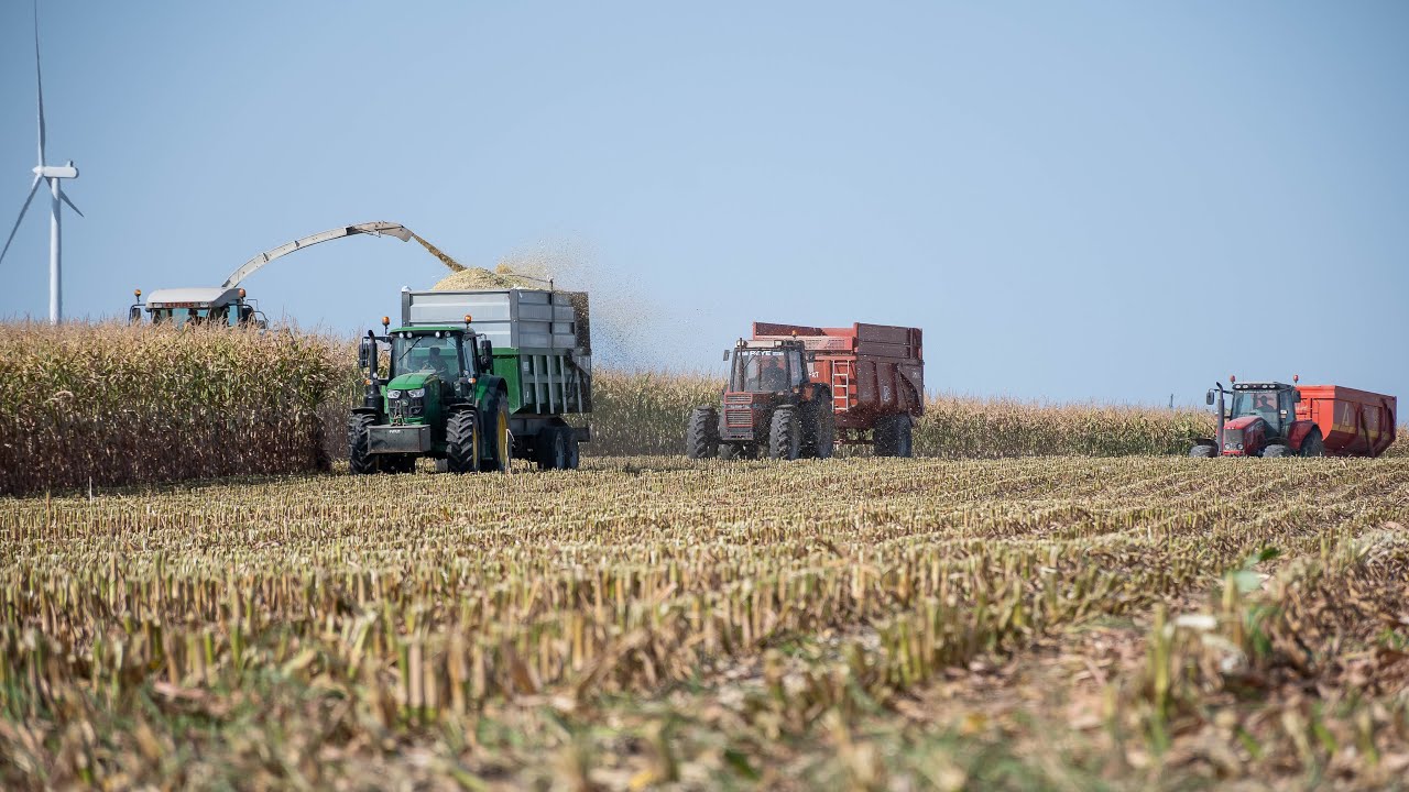 Ensilage 2023 de maïs en Claas Jaguar 870