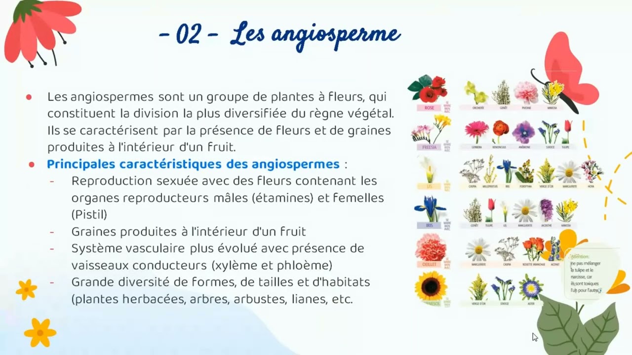 Les angiospermes : les plantes à fleurs expliquées simplement