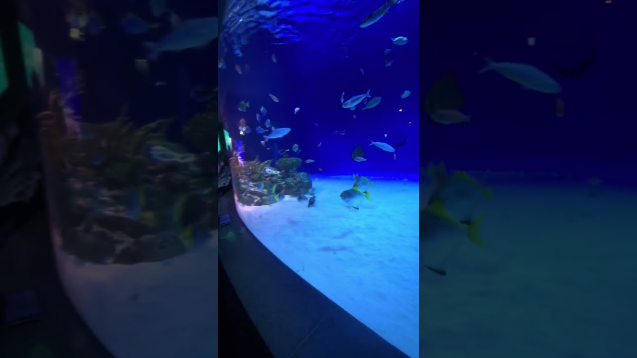Aquarium part two ￼