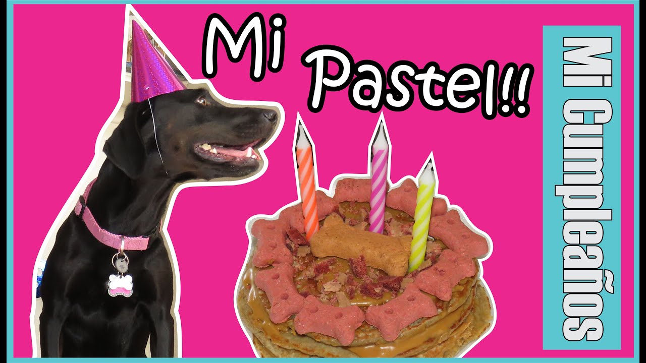 Como hacer un PASTEL PARA TU MASCOTA | Cumpleaños de Sofy | SUSANA ORTIZ