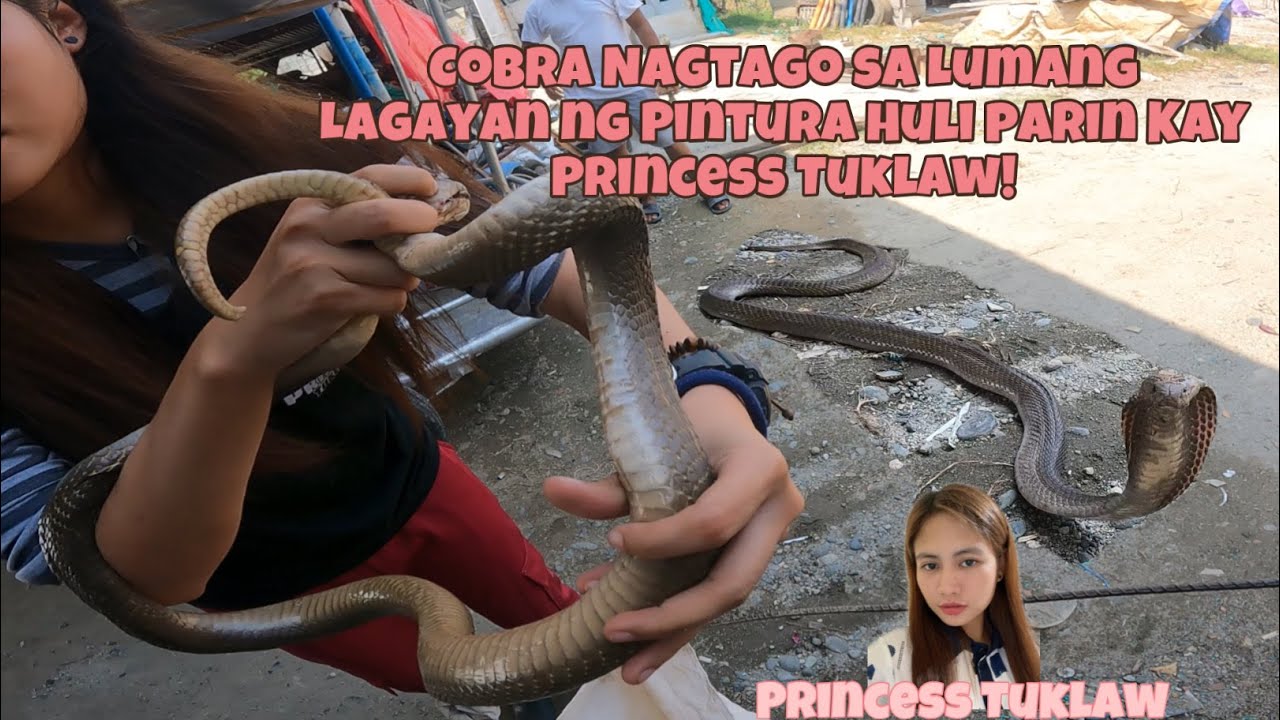 MALAKING COBRA NAGTATAGO SA LATA HULI PARIN KAY Princess Tuklaw #princesstuklaw #SNIPER#rodtuklaw