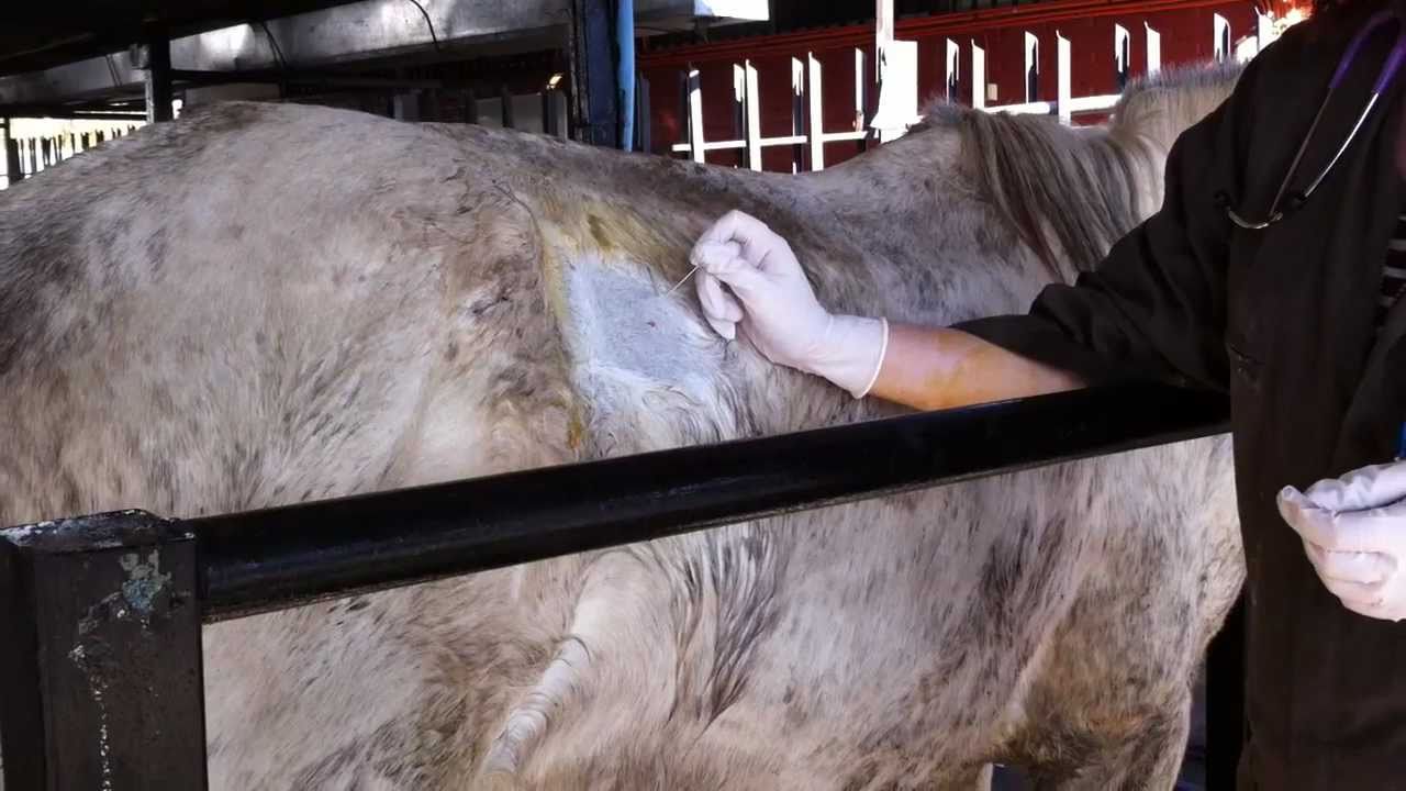 Cecocentesis Equinos 2